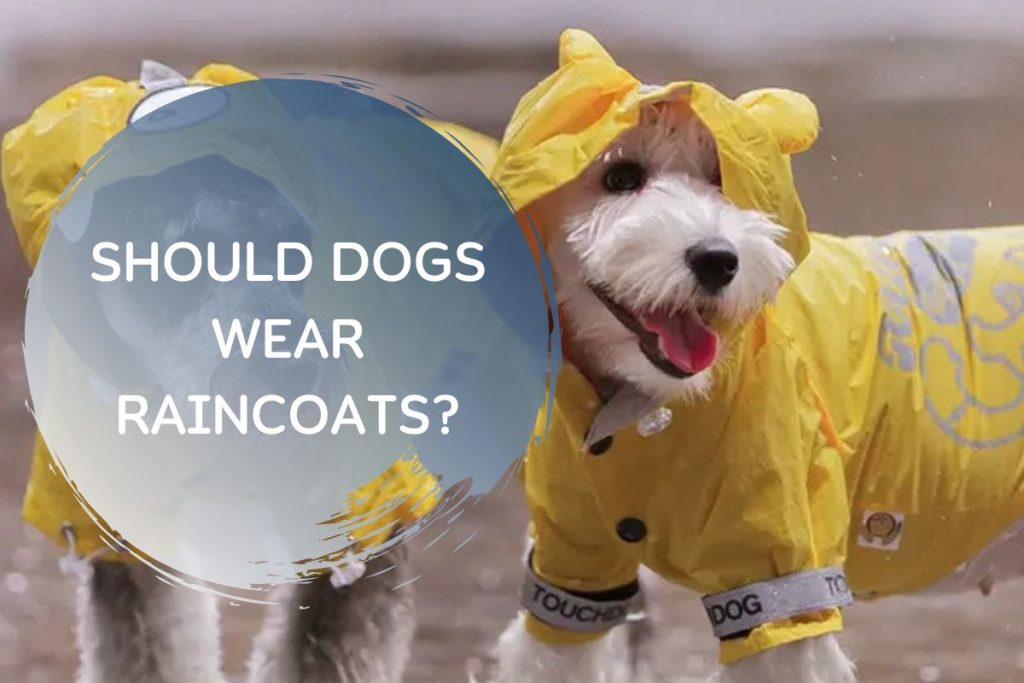 Should Dogs Wear Raincoats